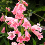 Penstemon Hewells Pink